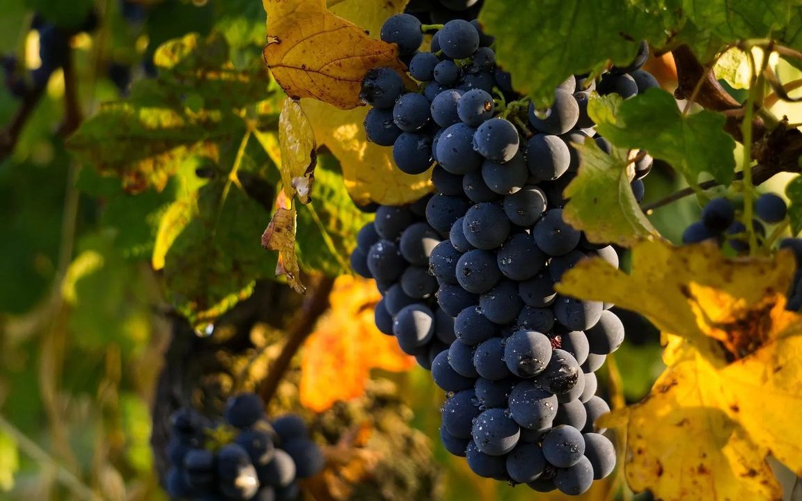 Cave de Tain — AOC Hermitage