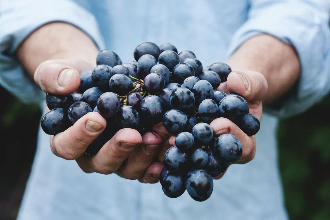 Les Vignobles