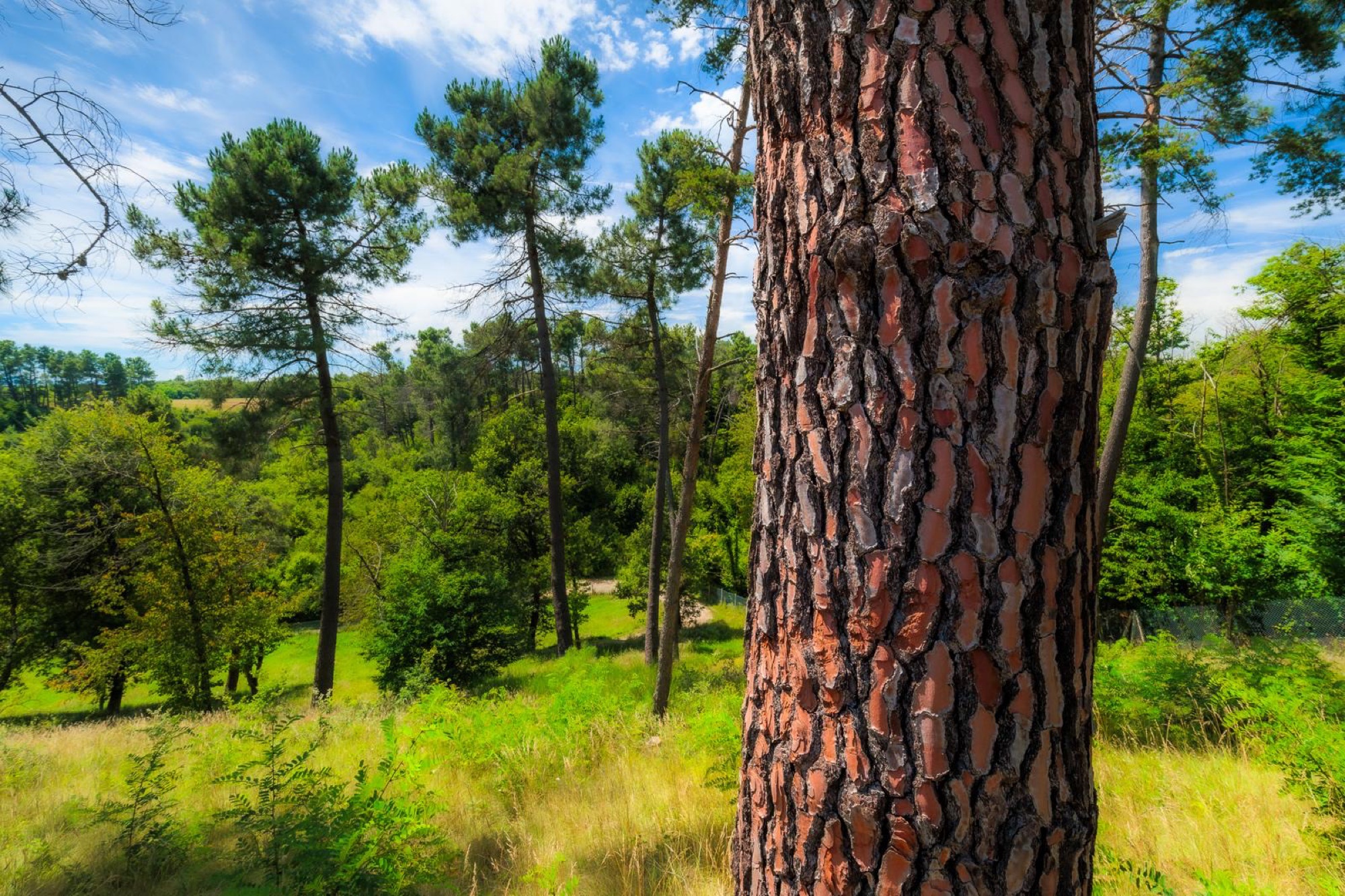 La Bergerie des Collines — photo 2